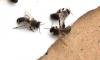 Apis mellifera
